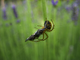 Spider and fly on the web