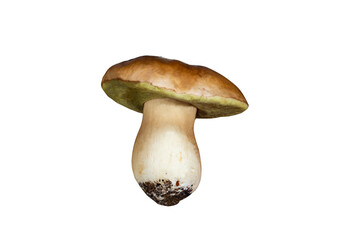 Cep or Porcino mushroom Boletus edulis fruit body ,