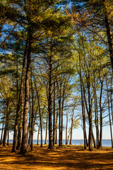 Spectacular, colorful autumn landscape in Oka National Park, Quebec, Canada