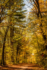 Spectacular, colorful autumn landscape in Oka National Park, Quebec, Canada