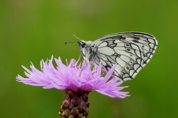 Schachbrett (Melanargia galathea)