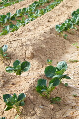 Extensive field of row lettuces growing in a fertile watered field