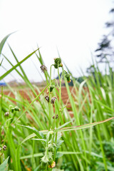 Wild plant ebolo, thickhead, redflower ragleaf, or fireweed in Latin Crassocephalum crepidioides