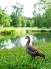 The wid goose in front of the lake