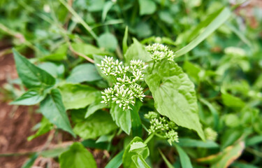 beautiful wild plants growing in the plantation