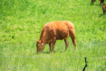 Brown Korean native cattle grazing in the field
