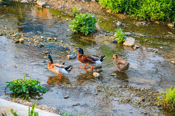 Cute Eurasian teals in the river