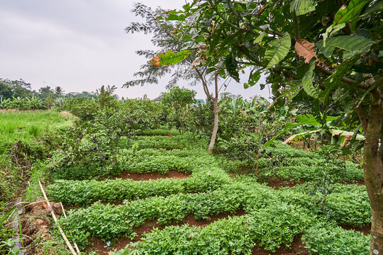 guava garden and peanuts garden grow fresh in the same garden