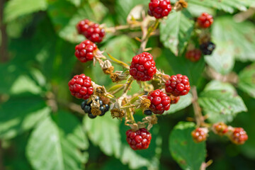 Close up of ripe, wild raspberries against a blurry green background of leaves 