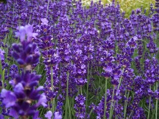 Obraz premium Lavender