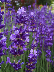 Obraz premium Lavender