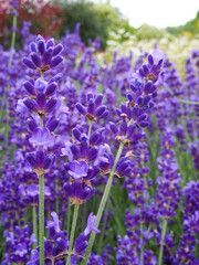 Naklejka premium Lavender