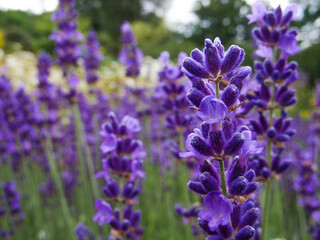 Obraz premium Lavender