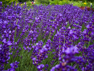 Obraz premium Lavender