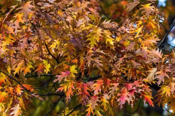 autumn leaves and flowers