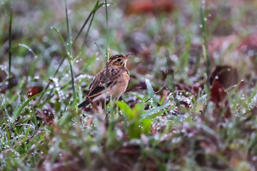 sparrow on a grass