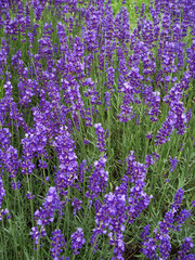 Obraz premium Lavender