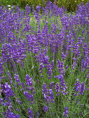 Fototapeta premium Lavender
