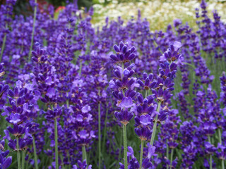 Fototapeta premium Lavender