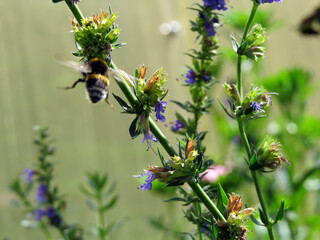 The bee collects nectar from the flowers of Hyssop officinalis