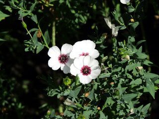 White flowers of Syrian hibiscus