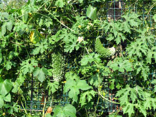 Momordica vines with ripening green-yellow fruits.
