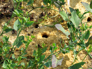Holes in the sand, dug by insects.