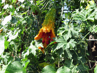 A ripe fruit of momordica with seeds in a red shell inside.