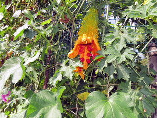 A ripe fruit of momordica with seeds in a red shell inside.