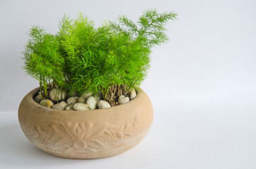 Brown pot of fresh green Asparagus on white background