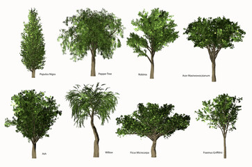 Eight temperate trees with names on white background