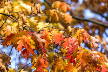 autumn leaves background
