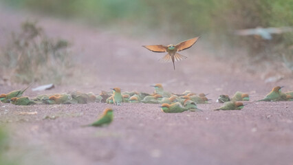 Bee-eater , beautiful bird playing on the ground