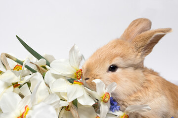 A small pet rabbit and a bouquet of flowers from daffodils on a white background with space for text