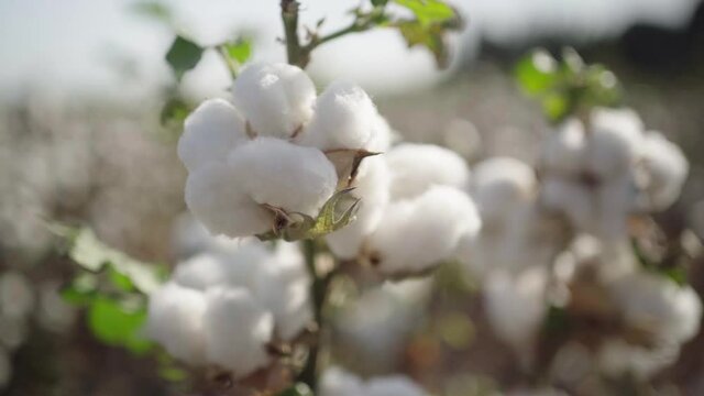 A branch of ripe cotton on a cotton field