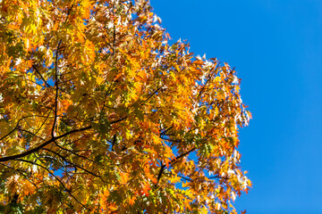 yellow autumn leaves