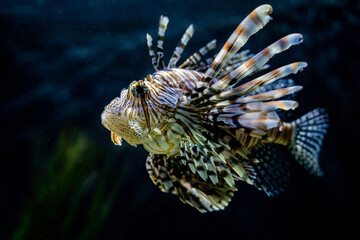 Poisson tropical - Poisson exotique - poisson d'aquarium