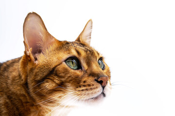 Portrait of ginger Bengal cat on white background, copy space. 