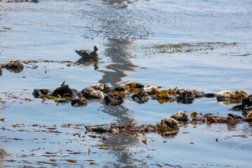  California Sea Otters Wraps themselves in Kelp to Anchor itself from the Current Forming a Family Raft