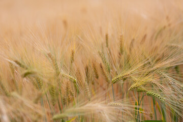 Golden barley field with blurry background. Close-up of ears of golden barley. Rural nature scenery of ripening ears of barley.