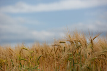 Fototapeta premium Golden barley field with blurry sky in the background. Rural nature scenery of ripening ears of barley.