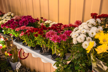Autumn chrysanthemums of different colors in pots in a flower shop.