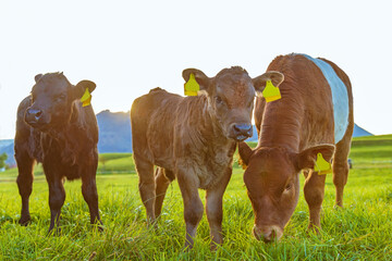 Allgäu - Kälbchen - niedlich - Kuh - süß - goldig 