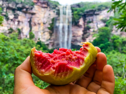 Comendo uma goiaba, na trilha da Cachoeira do Ramalho - Andaraí - Bahia - Brazil