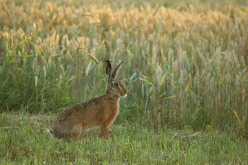 Lièvre, Lepus europaeus