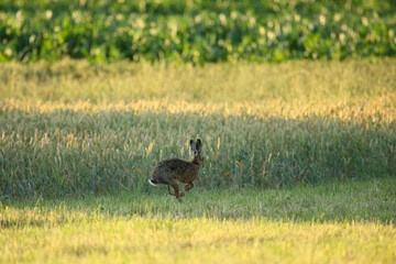 Lièvre, Lepus europaeus