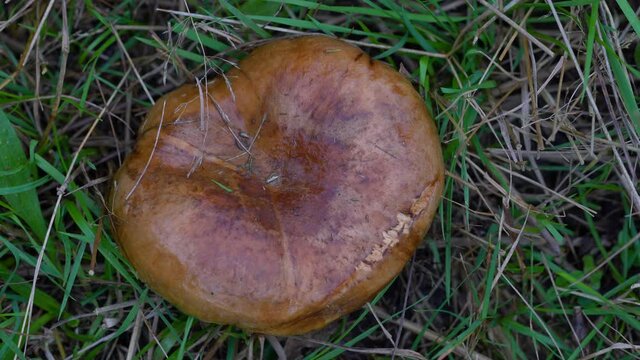 Saffron Milkcap in meadow (Lactarius deliciosus) - (4K)