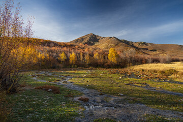 Autumn forest in the mountains