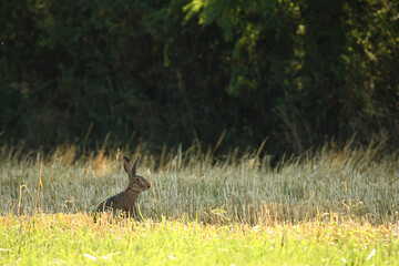 Lièvre, Lepus europaeus