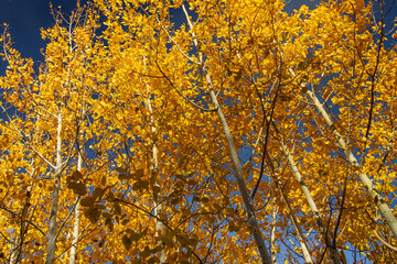 Aspen trees with yellow leaves